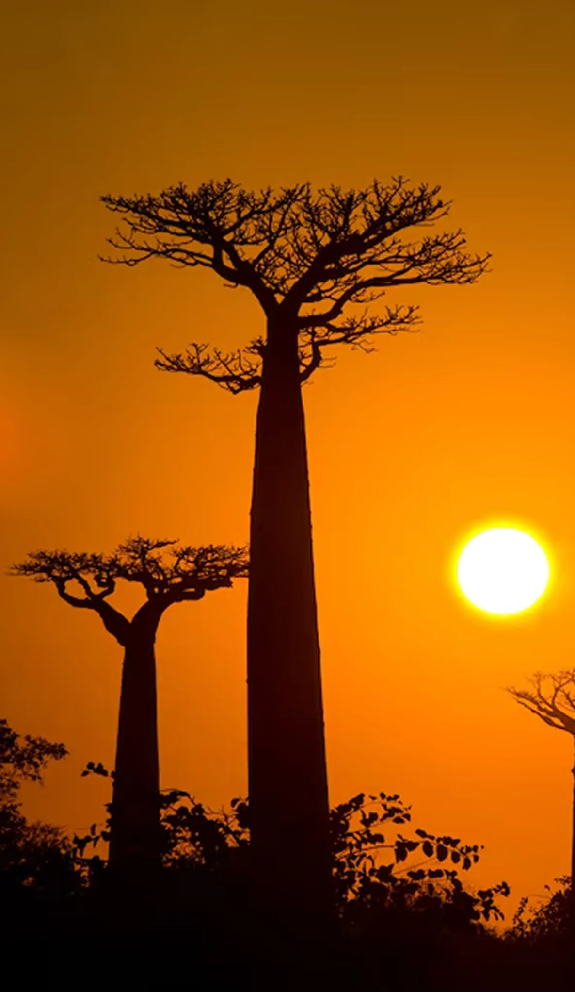 Madagascar travel destination mobile background