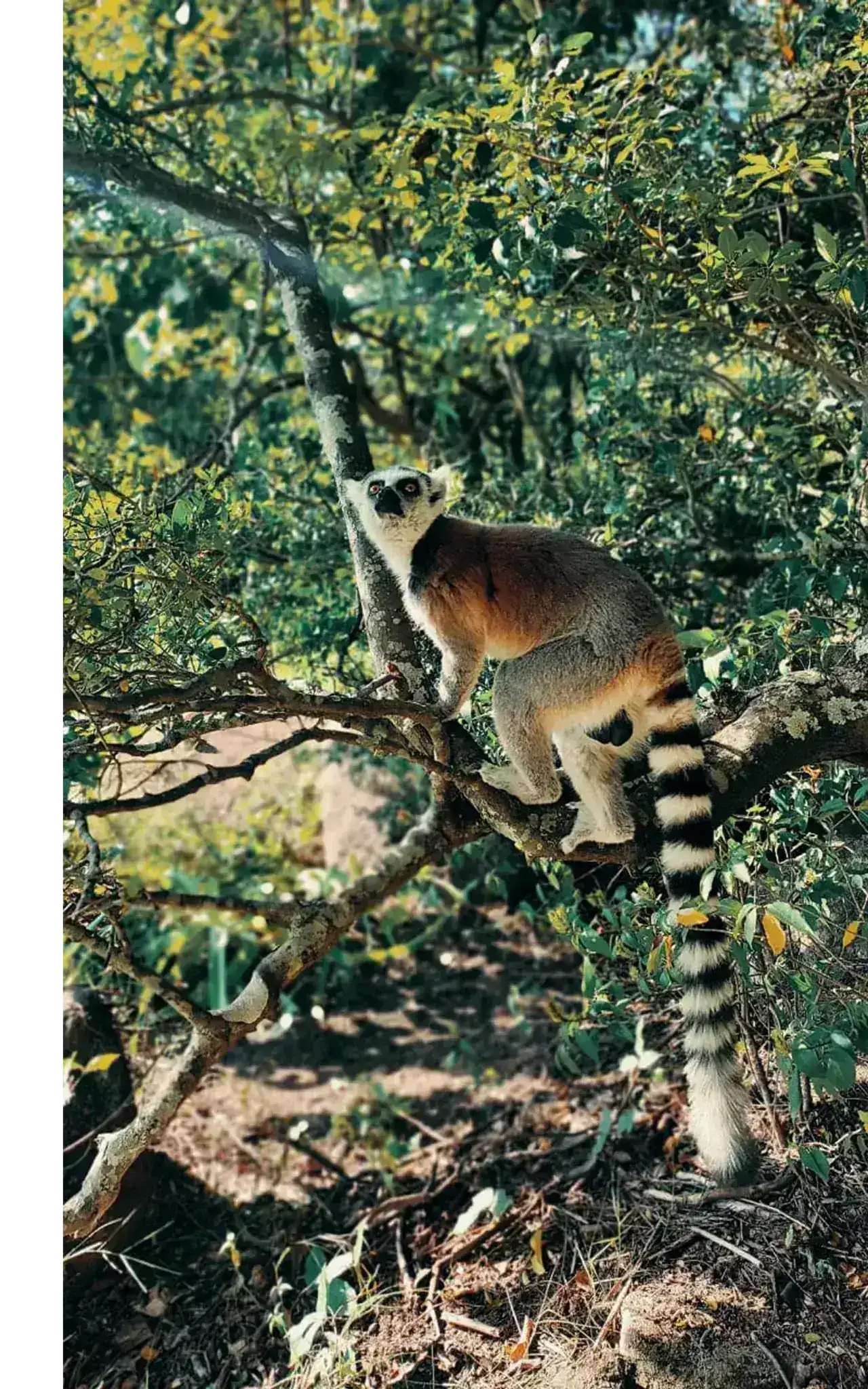 Madagascar lemur background - wildlife travel